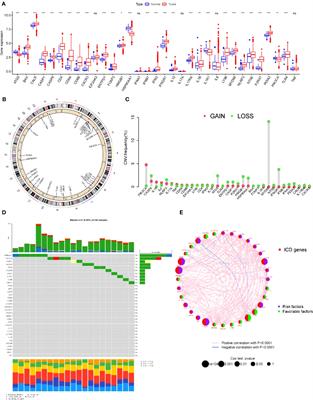 An immunogenic cell death-related classification predicts prognosis and response to immunotherapy in kidney renal clear cell carcinoma